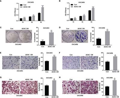 Adipose-Derived Stem Cells Facilitate Ovarian Tumor Growth and Metastasis by Promoting Epithelial to Mesenchymal Transition Through Activating the TGF-β Pathway